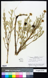 Borrichia frutescens image