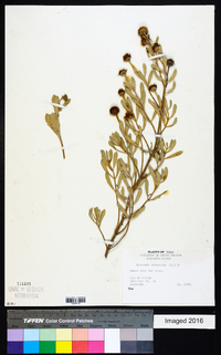 Borrichia frutescens image