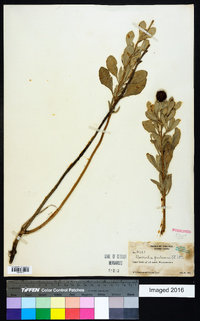 Borrichia frutescens image