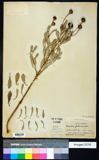 Borrichia frutescens image