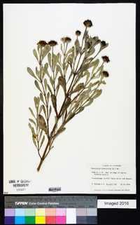 Borrichia frutescens image