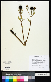 Borrichia frutescens image