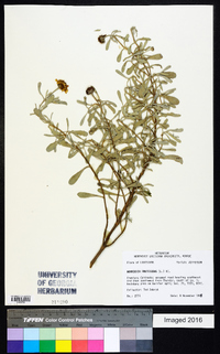 Borrichia frutescens image