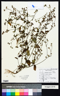 Bothriocline laxa image