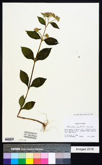 Bothriocline laxa image