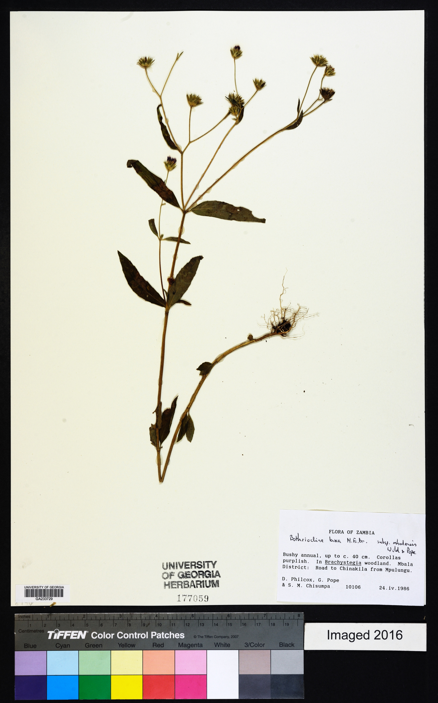 Bothriocline laxa image