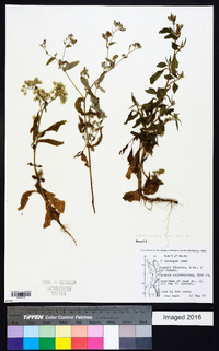 Bothriocline laxa image