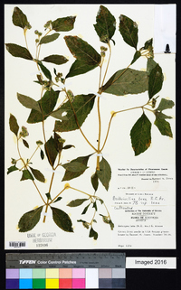 Bothriocline laxa image