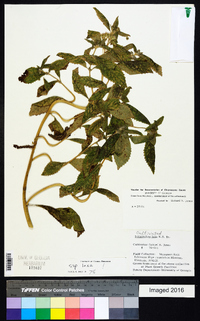 Bothriocline laxa image