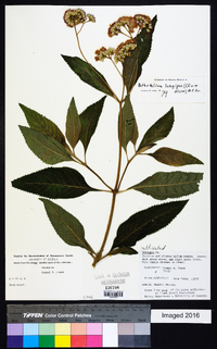 Bothriocline longipes image