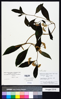 Bothriocline ripensis image