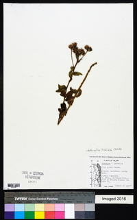 Bothriocline trifoliata image