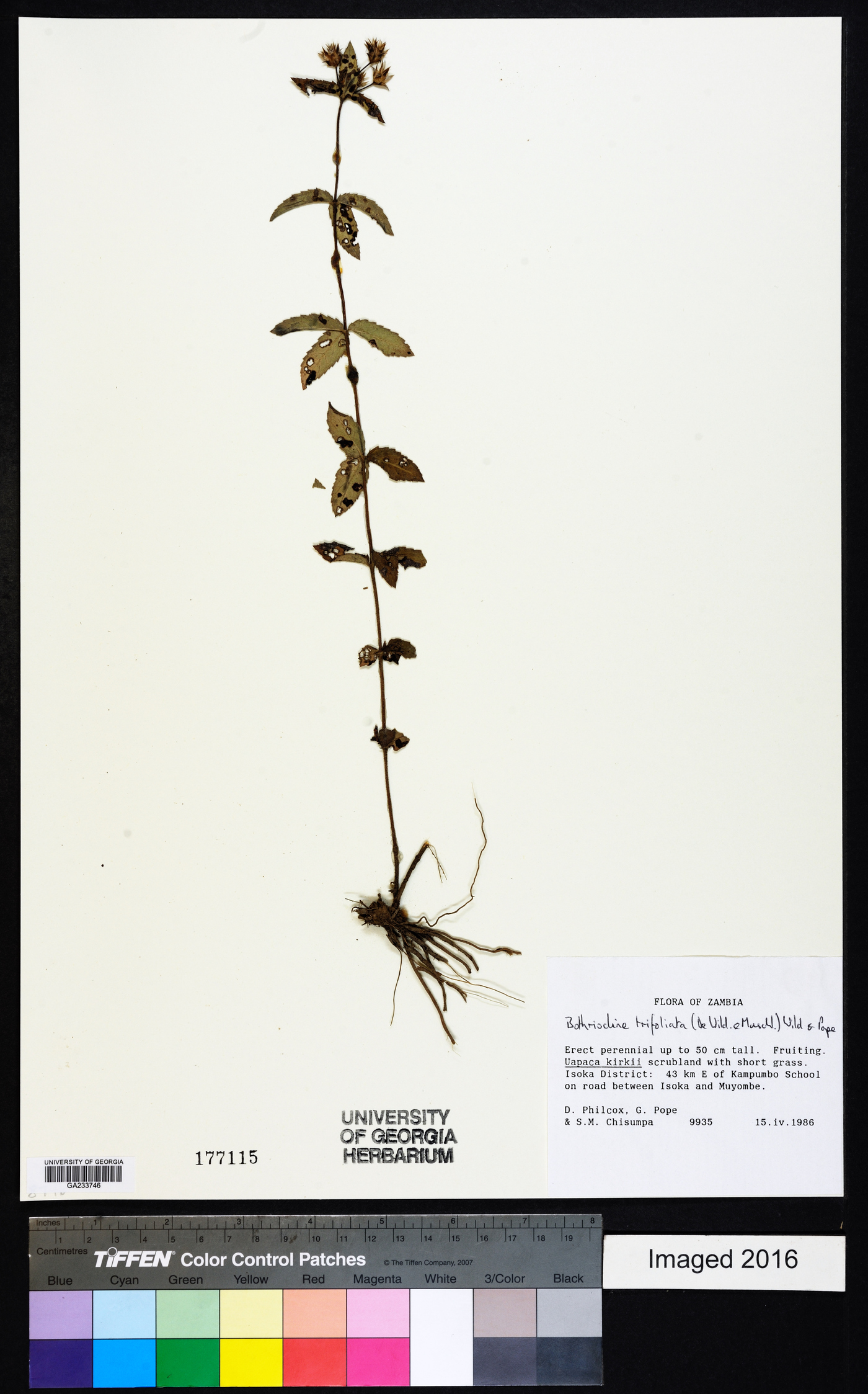 Bothriocline trifoliata image