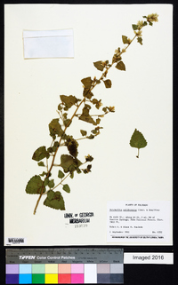 Brickellia californica image