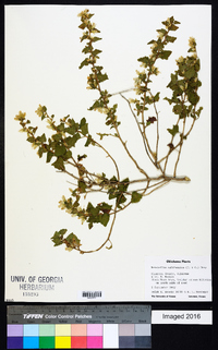 Brickellia californica image