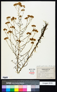 Brickellia eupatorioides var. floridana image