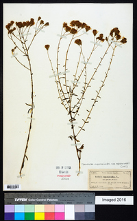 Brickellia eupatorioides image