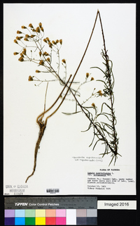 Brickellia eupatorioides image