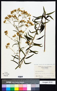 Brickellia eupatorioides image