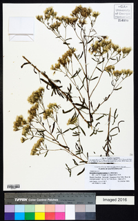 Brickellia eupatorioides image