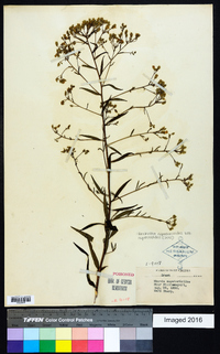 Brickellia eupatorioides var. eupatorioides image