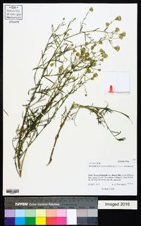 Brickellia eupatorioides image