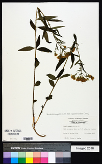 Brickellia eupatorioides image