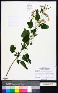 Brickellia grandiflora image