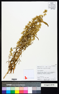 Brickellia longifolia image