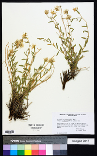 Brickellia oblongifolia image