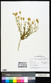 Brickellia oblongifolia image