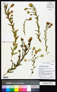 Brickellia oblongifolia var. oblongifolia image