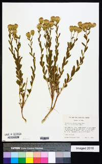 Brickellia oblongifolia image