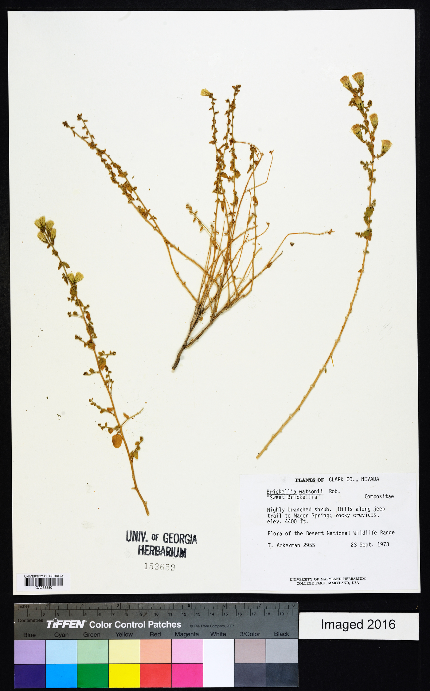 Brickellia microphylla var. watsonii image