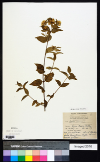 Calea jamaicensis image