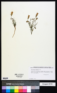 Calycoseris wrightii image