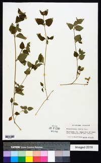 Calyptocarpus vialis image