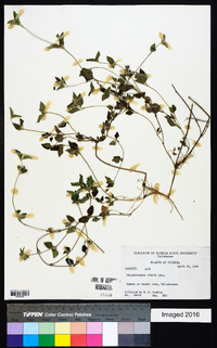 Calyptocarpus vialis image