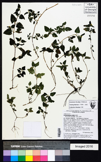 Calyptocarpus vialis image