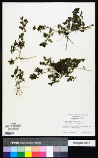 Calyptocarpus vialis image