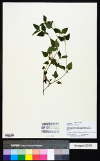 Calyptocarpus vialis image