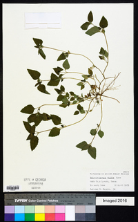 Calyptocarpus vialis image