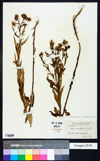 Canadanthus modestus image