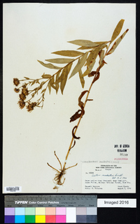 Canadanthus modestus image