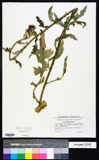 Carduus crispus image