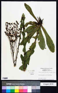 Trilisa odoratissima image