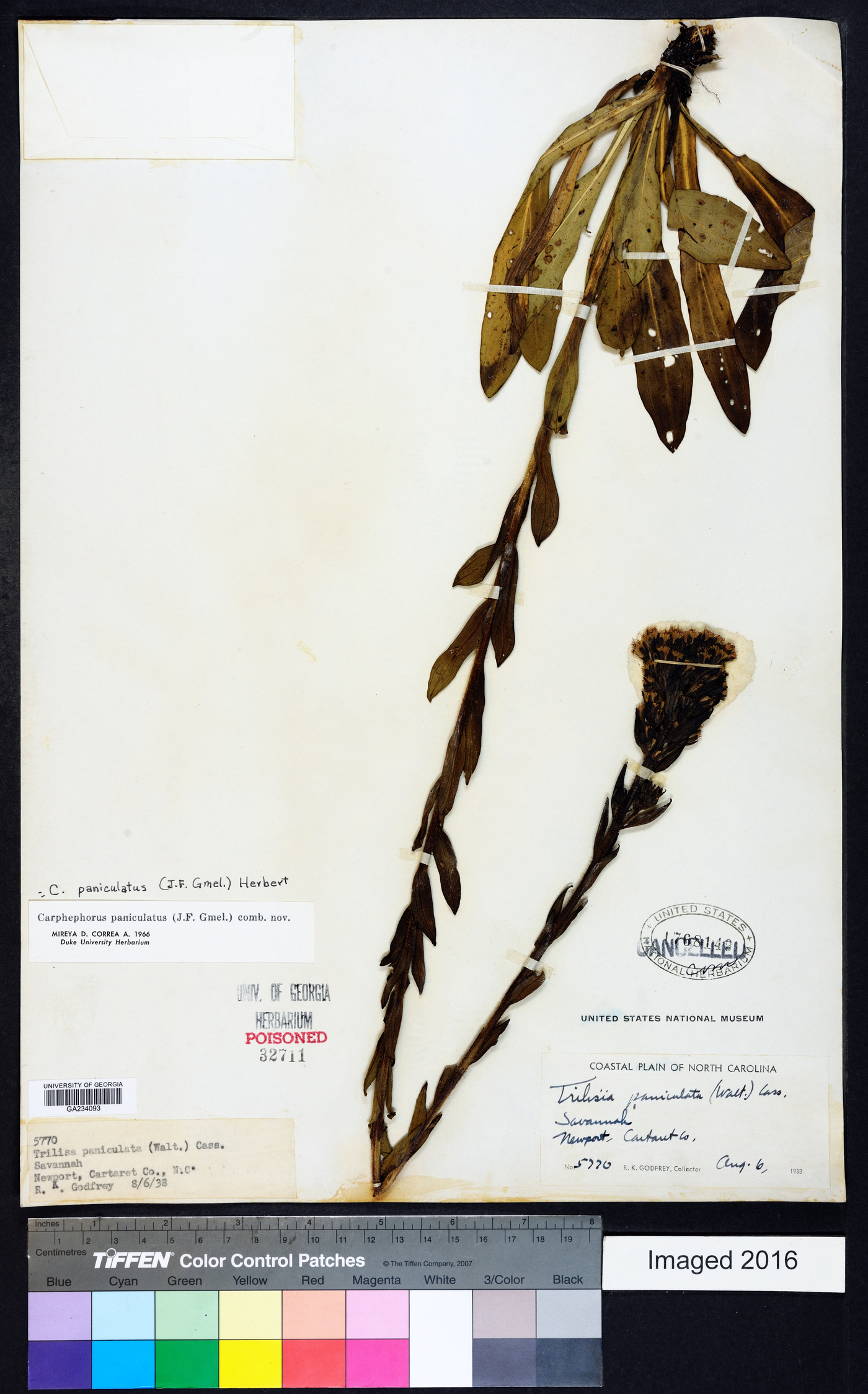 Carphephorus paniculatus image