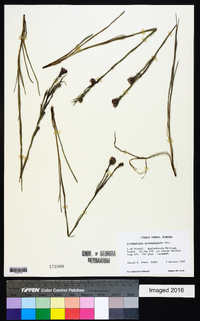 Carphephorus pseudoliatris image