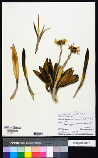 Celmisia spectabilis image