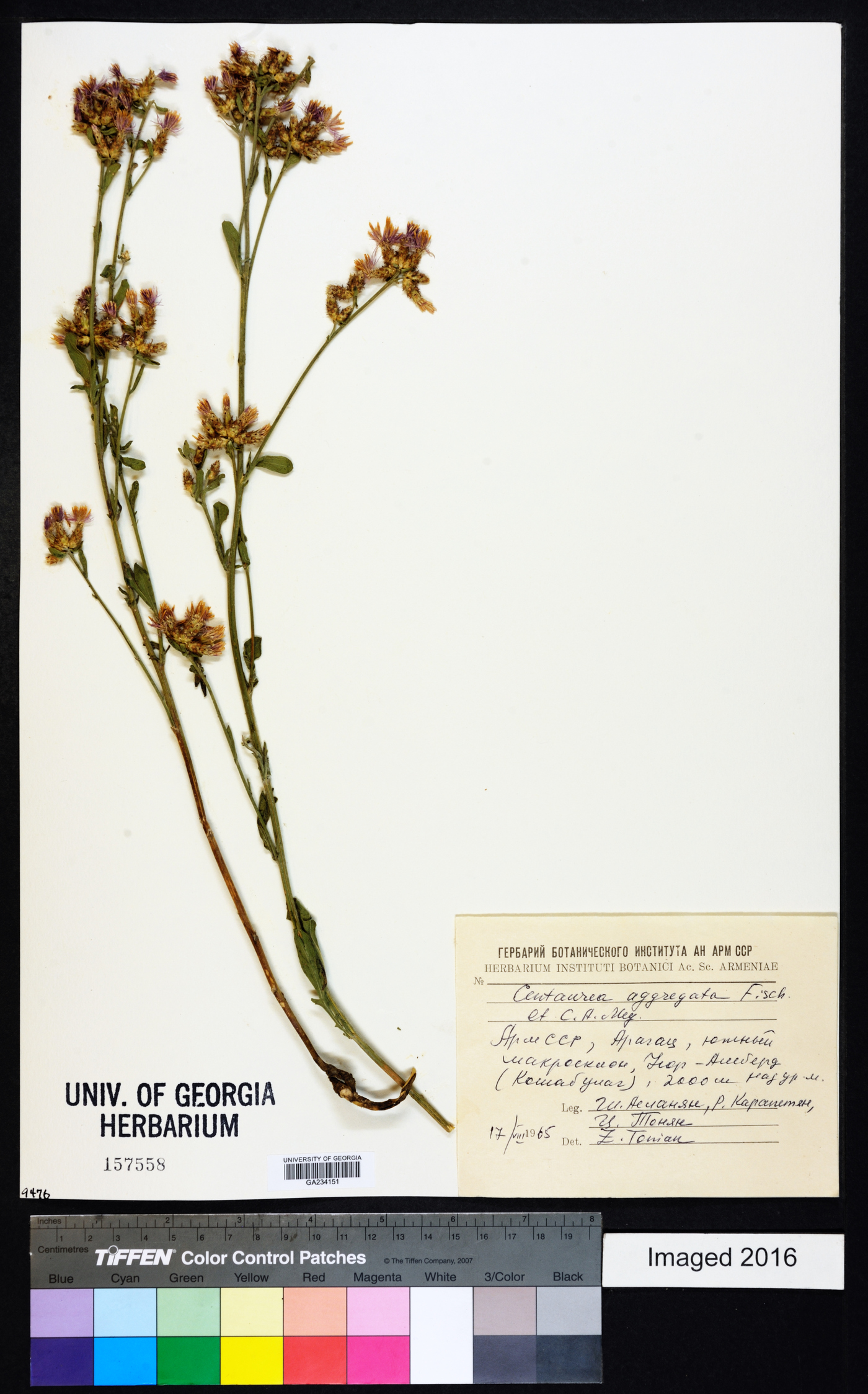 Centaurea aggregata image